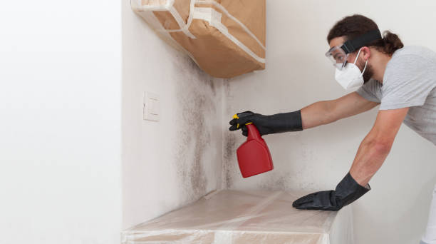 Professional Attic Mold Remediation technician working in Edgewood, FL