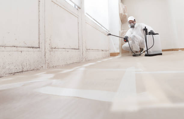 24/7 Emergency Attic Mold Remediation experts in Edgewood, FL