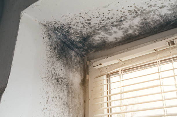 Affordable Attic Mold Remediation solutions in Edgewood, FL