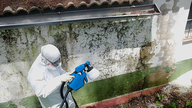 Top rated local Attic Mold Remediation specialists in Edgewood, FL